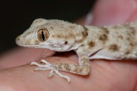 Tenuidactylus cf. turcmenicus, Kabul