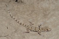 Tenuidactylus cf. turcmenicus, Kábul