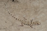 Tenuidactylus cf. turcmenicus, Kabul