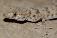 Tenuidactylus cf. turcmenicus, Kábul