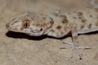 Tenuidactylus cf. turcmenicus, Kabul