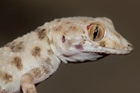 Tenuidactylus cf. turcmenicus, Kábul