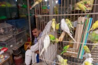 Ptačí trh, Kábul