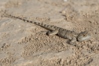 Trapelus sp., Ab-e-Shor