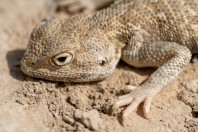 Trapelus agilis, Shingan