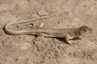 Eremias sp, Shingan
