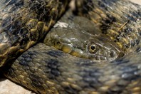 Natrix tessellata, Taloqan