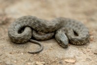 Natrix tessellata, Taloqan