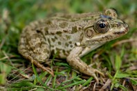 Pelophylax terentievi, Taloqan