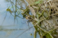 Pelophylax terentievi, Pol-e Khomri, Baghlan