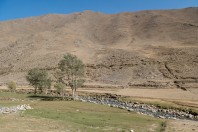 Archar