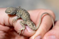 Paralaudakia himalayana, Andarab