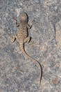 Paralaudakia himalayana, Andarab