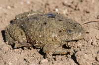 Bombina variegata, SE Albania