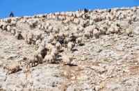 Flock of sheep