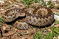 Vipera (ursinii) graeca, JV Abánie