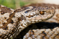 Vipera (ursinii) graeca, SE Albania