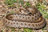 Vipera (ursinii) graeca, JV Abánie