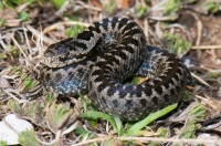 Vipera (ursinii) graeca, SE Albania