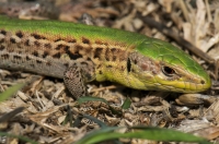 Podarcis tauricus, SE Albania