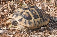 Testudo hermanni, southern Albania