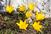 Sternbergia lutea, Vagalat