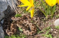 Vipera ammodytes, Vagalat