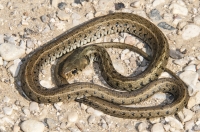 Natrix natrix, southern Albania