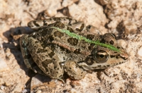 Pelophylax sp.