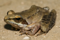 Rana graeca, southern Albania