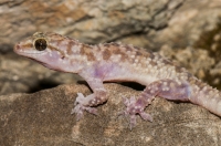 Hemidactylus turcicus