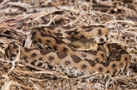 Vipera ammodytes, southern Albania