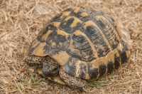 Testudo hermanni