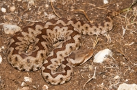 Vipera ammodytes