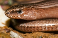 Anguis graeca, central Albania