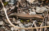 Podarcis muralis, pohoří Korab