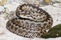 Vipera ursinii macrops, Korab Mts.