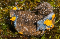 Bombina variegata, Korab