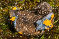 Bombina variegata, Korab Mts.