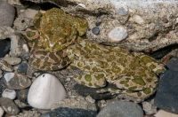 Bufotes viridis, southern Albania