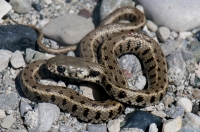 Natrix natrix, southern Albania