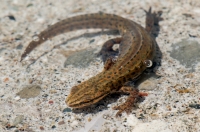 Lissotriton vulgaris, southern Albania