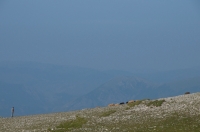 Shepherd, southern Albania