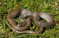 Hierophis gemonensis, southern Albania