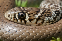 Hierophis gemonensis, southern Albania