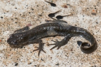 Triturus macedonicus, southern Albania