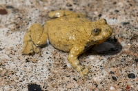 Bombina variegata, southern Albania