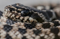 Elaphe quatuorlineata, southern Albania