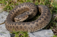 Vipera (ursinii) graeca, southern Albania