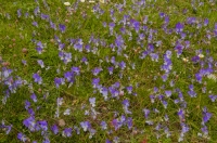 Flora, southern Albania